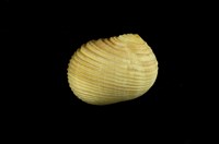 藏品(白肋蜑螺)的圖片